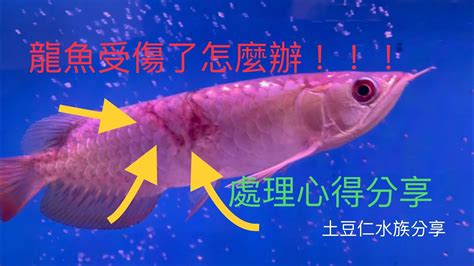 龍魚鱗片受傷